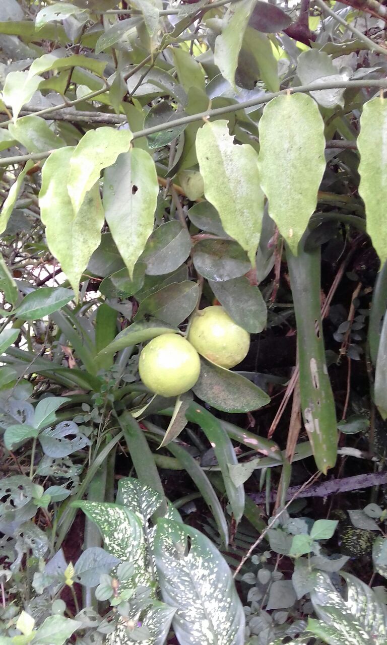 Sweet lemons