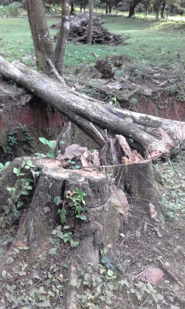 tree stumps