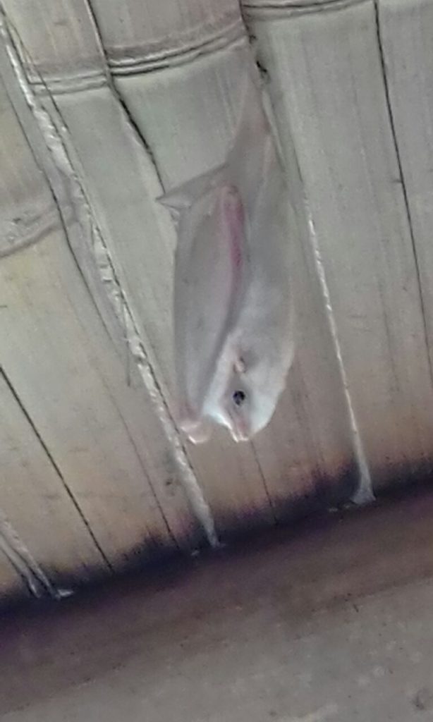 white bat