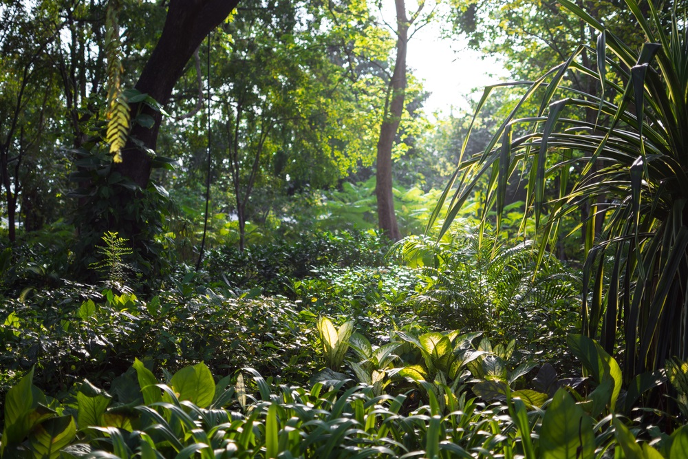 rainforest in sun